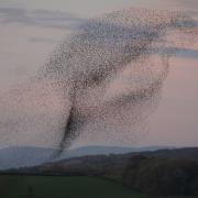 Starling murmurations in Somerset are considered to be among the best natural phenomena to travel for in 2025