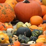 Colourful - a vast amount of pumpkins can be picked at the site