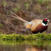 Male pheasant