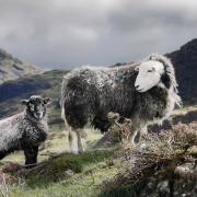 Herdwick sheep