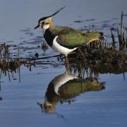 Northern lapwing Vanellus vanellus