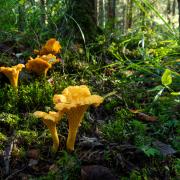 Golden chanterelles can be found under beech and oak trees.