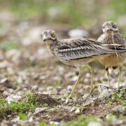 The enigmatic stone curlew.