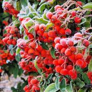 Frosted berries.