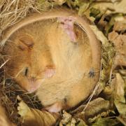 Hedgehogs, bats, and dormice in the UK will know it's time to begin their hibernation based upon three factors: food availability, day length, and temperature.