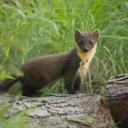 A young pine marten (Martes martes).