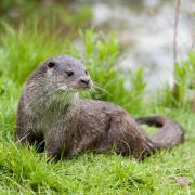 Otters are breeding on the lower Axe estuary. Photo: Getty Images