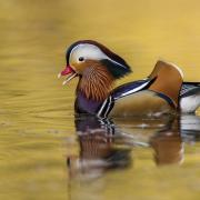 Mandarin duck.