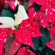 Example of speckled bracts on Poinsettia