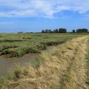 Upper saltings at Little Wakering Creek