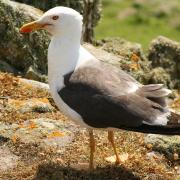 Under threat: a black-backed gull Credit Julie Hatcher