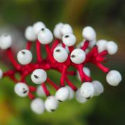 Doll's eyes (Actaea pachypoda).