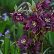 Hellebore add a touch of dramatic colour to the garden.