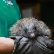 April the hedgehog with her rare pink nose, held by Lynnette Little.