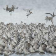 A group of knot at RSPB Snettisham reserve.