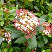 Viburnum tinus