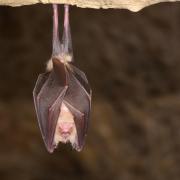 The Greater horseshoe bat( Rhinolophus ferrumequinum) can live for over 30 years. Photo: Getty