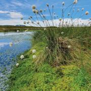 Cotton grass thriving in a bog. YWT