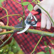 Pruning a rose bush