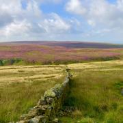 A glorious heather field on the West Pennine Moors.