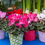 Pots of cyclamen