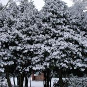 Snowy trees and a glimpse of Walkden's Dovecote.