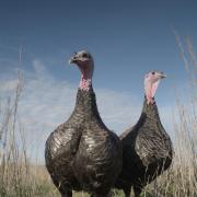 Happy free-range Copas turkeys