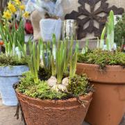 Decorative Christmas pots