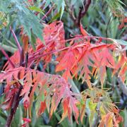 Rhus typhina 'Dissecta' its foliage dripping with colour.