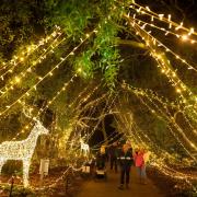 The Light Up trail at Sir Harold Hillier Gardens, Romsey. Image: Elliot Franks