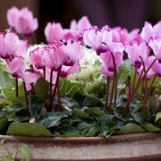 Iridescent cyclamen with kale.