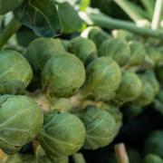 Harvest sprouts for your Christmas table.