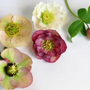 The Christmas rose is a favourite with pretty flowers from midwinter to early spring. Photo: Getty