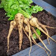 Pull up your veg for Christmas dinner.