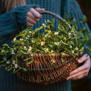 Mistletoe benefits from a good drink of water to carry it through the season. getty