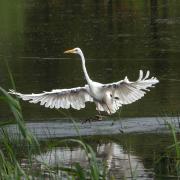 The primeval-looking Great White Egret swooping in.