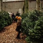 All the festive magic  - choosing a tree at Croft Christmas Trees