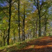 The Upper Woodland Walk through the beech woodlands.