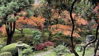 Autumn colours in the Japanese Garden at Tatton Park.