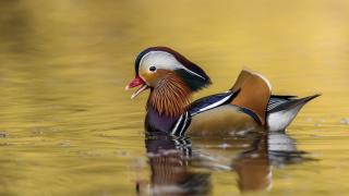 Mandarin duck.