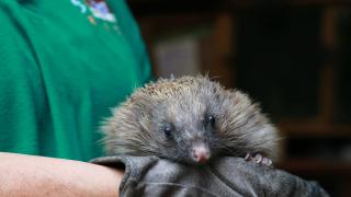 April the hedgehog with her rare pink nose, held by Lynnette Little.