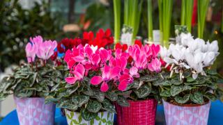 Pots of cyclamen