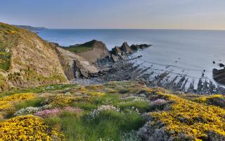 Thrift and gorse in flower near Hartland Quay.