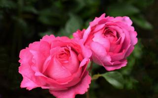 There is an endless choice of roses for the gardener