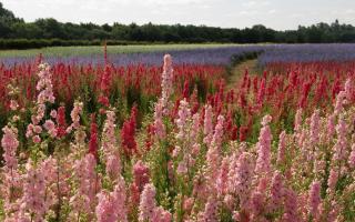 The Confetti Fields in Pershore are said to be a great day out for families by reviewers