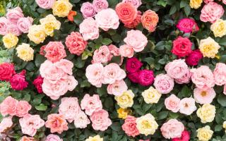 Keep your roses bug-free for an impressive summer show.