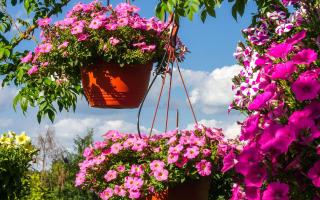 Give your garden a pop of colour with a hanging basket