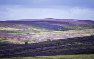 The North York Moors partially covered with purple heather