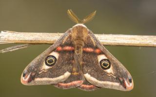 Some wing patterns look like eyes