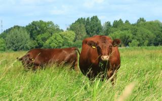 Red Poll grazing.